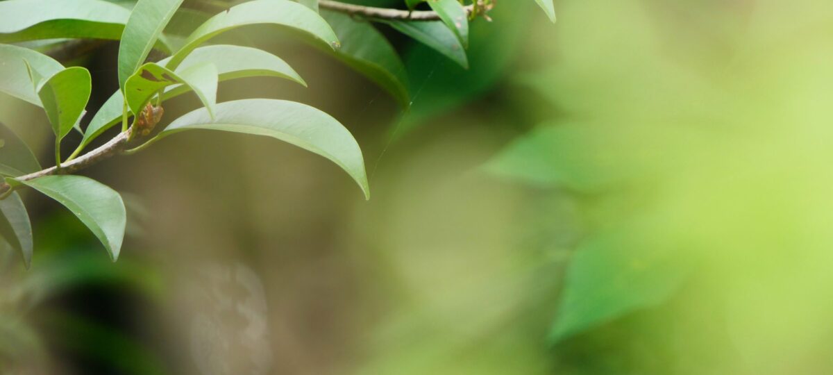 Eco friendly plants for mattresses