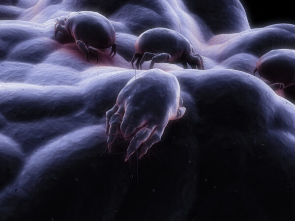 Bed Bugs – The Topic Cannot Be Swept Under The Rug (or The Mattress)