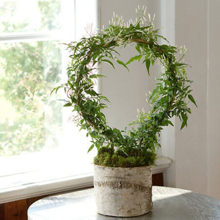 5 Bedroom Plants For Better Sleep & How To Take Care Of Them