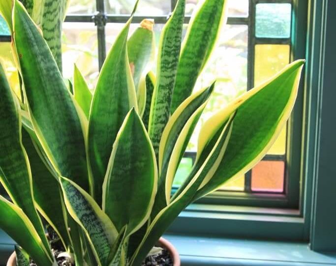 5 Bedroom Plants For Better Sleep & How To Take Care Of Them
