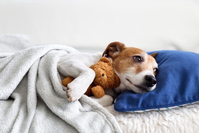 A dog having a great sleeping experience tucked under the blankets.